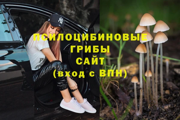 сатива Абинск